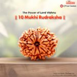 10 Mukhi Rudraksha (Nepal Origin) - Certified