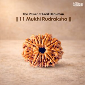 11 Mukhi Rudraksha – Certified Nepal Bead | Project Sanatana