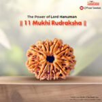 11 Mukhi Rudraksha (Nepal Origin) - Certified