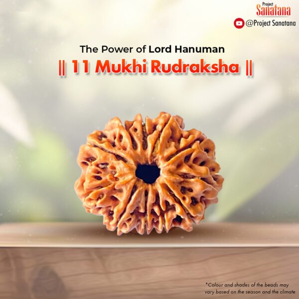 Original certified 11 Mukhi Rudraksha from Nepal | project Sanatana