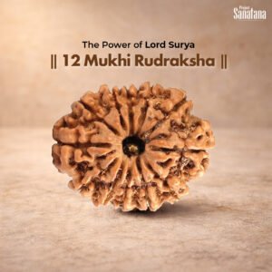 12 Mukhi Rudraksha – Certified Nepal | Buy Online India