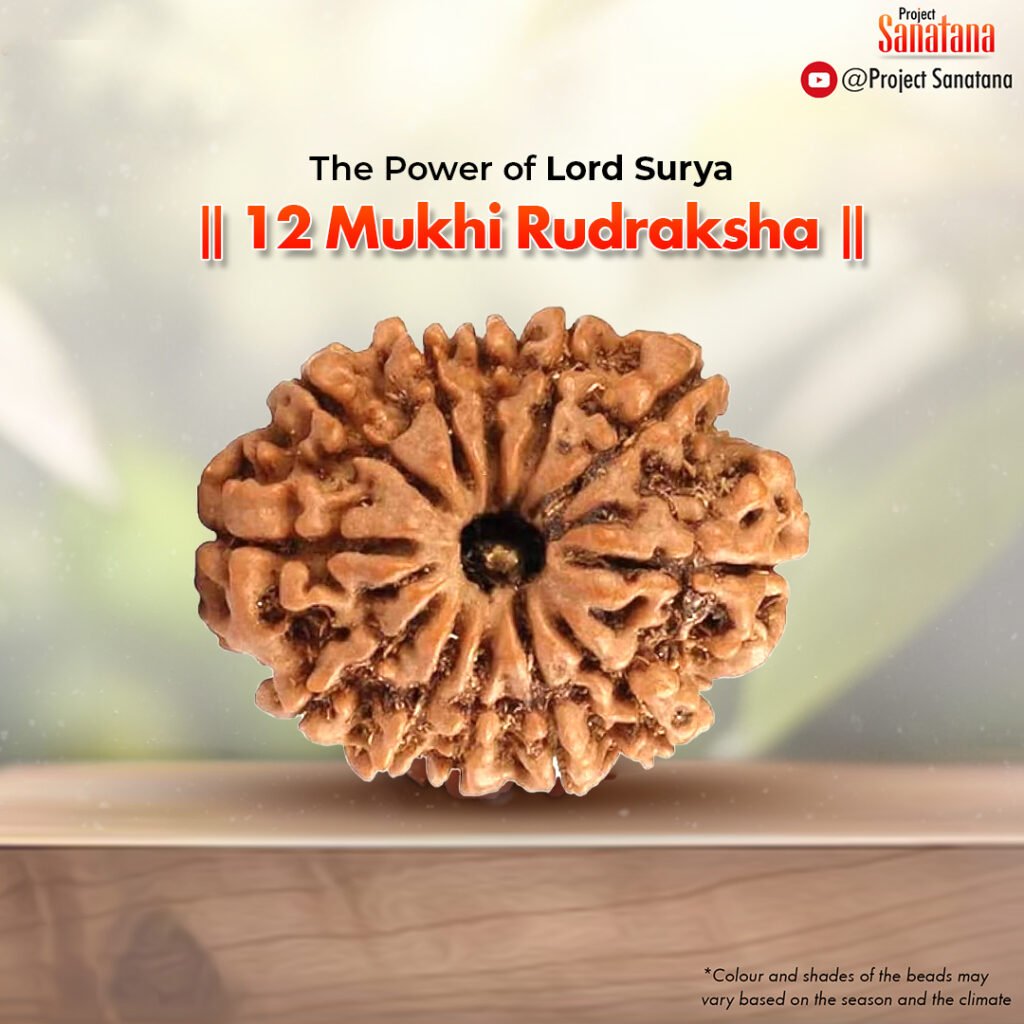 Original certified 12 Mukhi Rudraksha from Nepal | project Sanatana