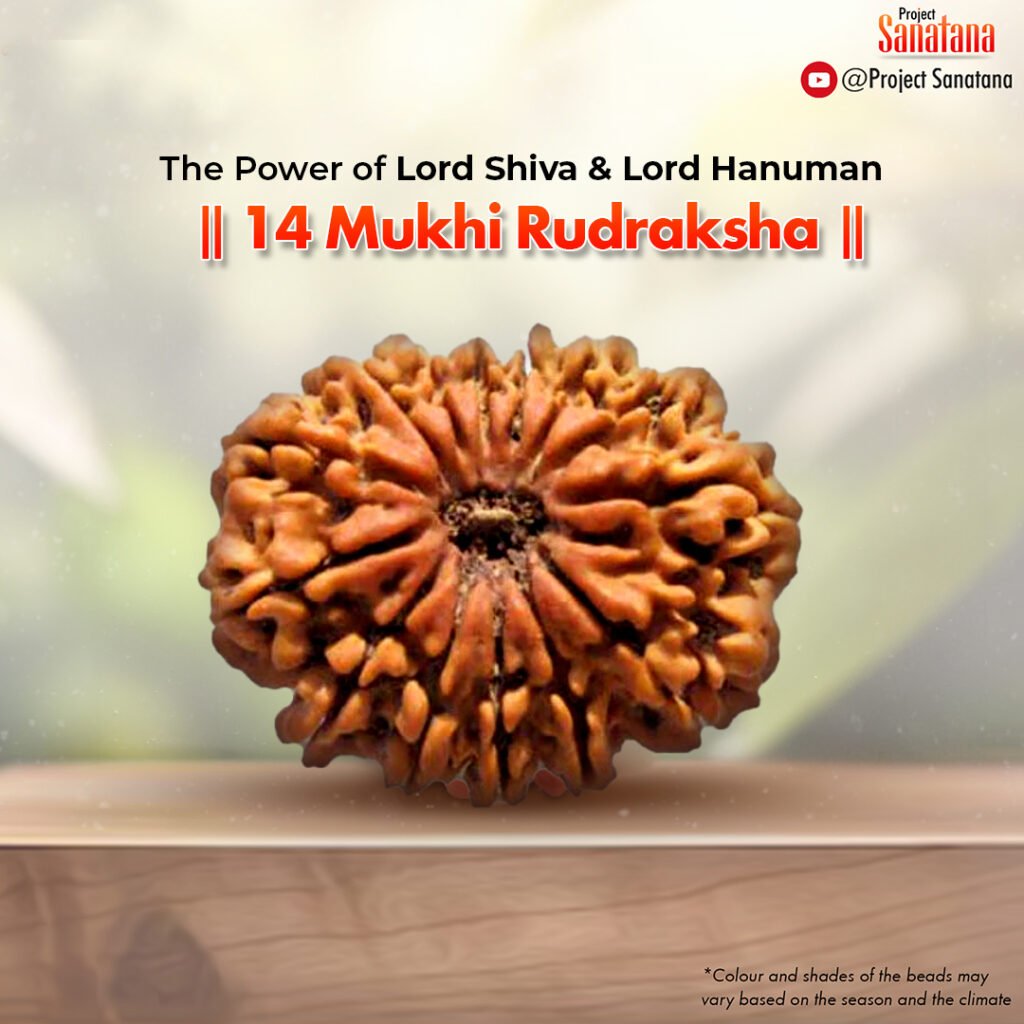 Original certified 14 Mukhi Rudraksha from Nepal | project Sanatana