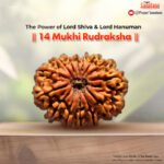 14 Mukhi Rudraksha (Nepal Origin) - Certified
