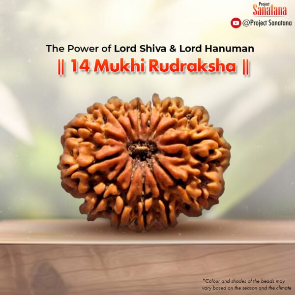 Original certified 14 Mukhi Rudraksha from Nepal | project Sanatana