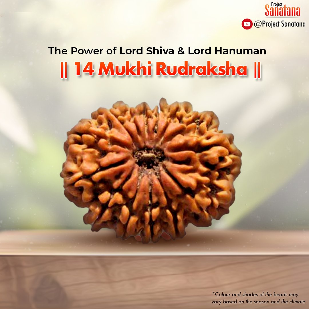 Original certified 14 Mukhi Rudraksha from Nepal | project Sanatana