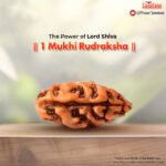 1 Mukhi Rudraksha (Indonesian Origin) - Certified