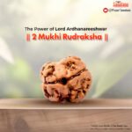 2 Mukhi Rudraksha (Nepal Origin) - Certified