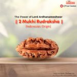 2 Mukhi Rudraksha (Indonesian Origin) - Certified