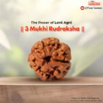 3 Mukhi Rudraksha (Nepal Origin) - Certified