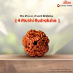 4 Mukhi Rudraksha (Nepal Origin) - Certified
