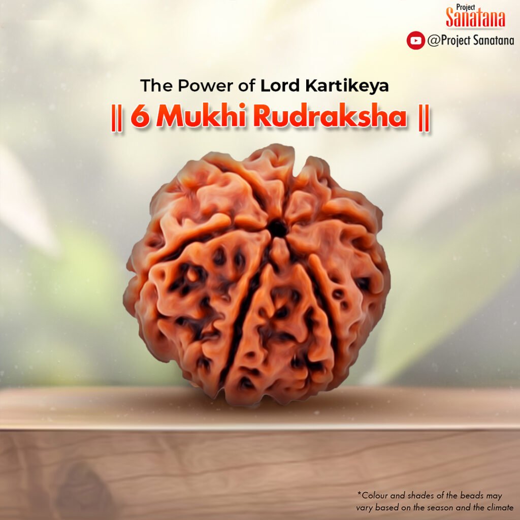 Original 6 Mukhi Rudraksha from Nepal | project Sanatana