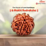 6 Mukhi Rudraksha (Nepal Origin) - Certified