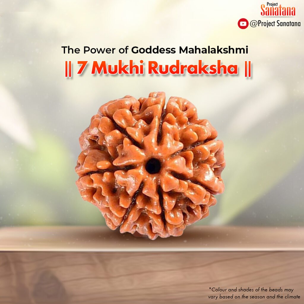 Original certified 7 Mukhi Rudraksha from Nepal | project Sanatana