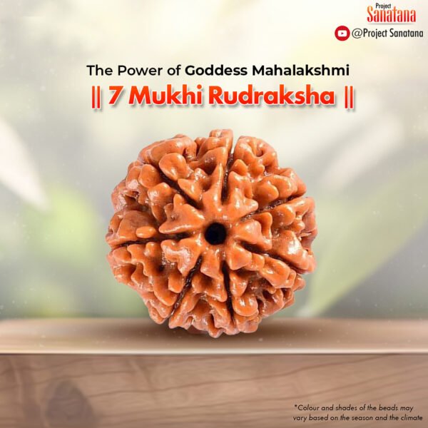 Original certified 7 Mukhi Rudraksha from Nepal | project Sanatana