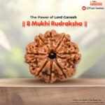 8 Mukhi Rudraksha (Nepal Origin) - Certified