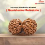 Gaurishankar Rudraksha (Nepal Origin) - Certified