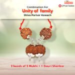 Unity Rudraksha Combination (Ekta Bandh) | Certified