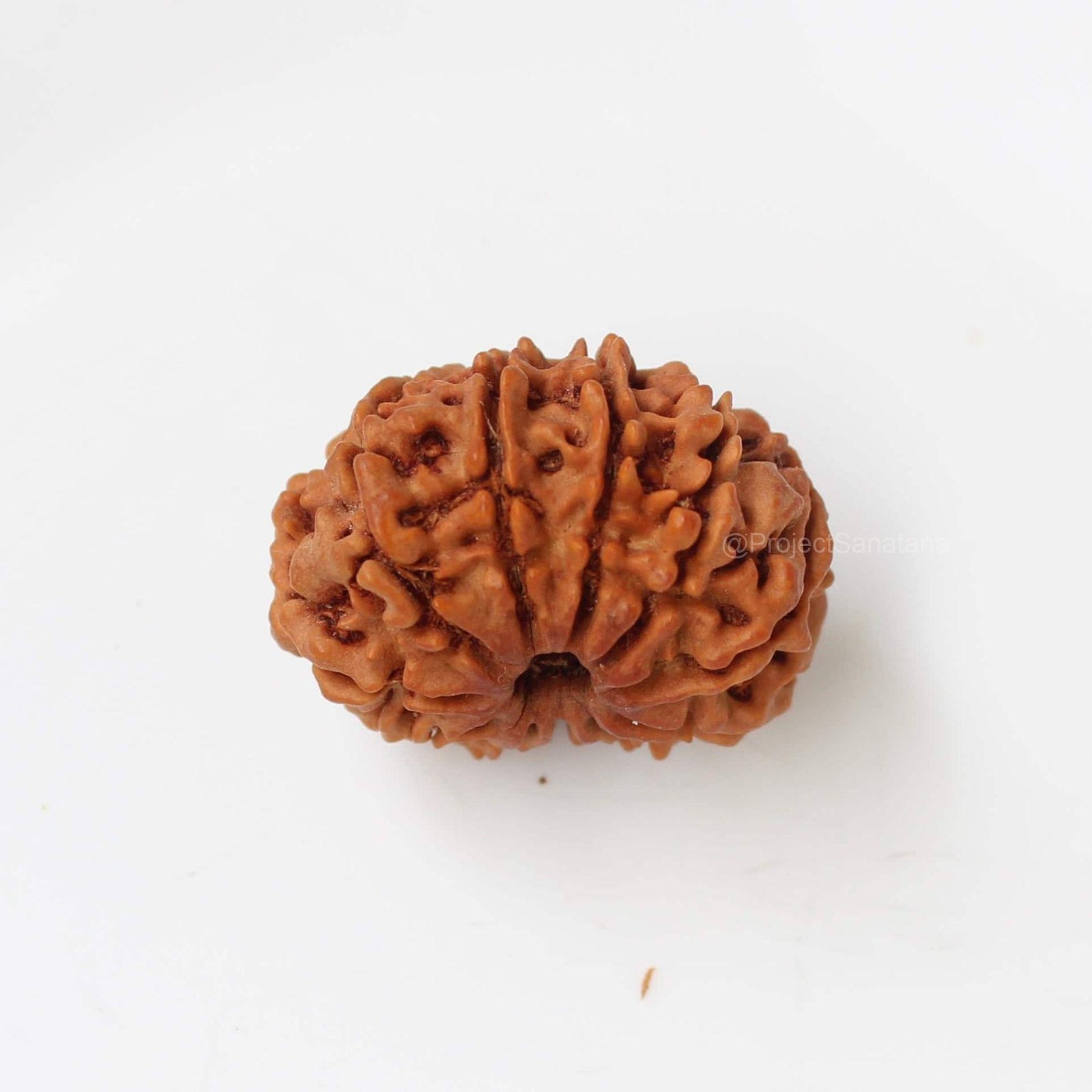 11 Mukhi Rudraksha (Nepal Origin) - Certified - Image 4