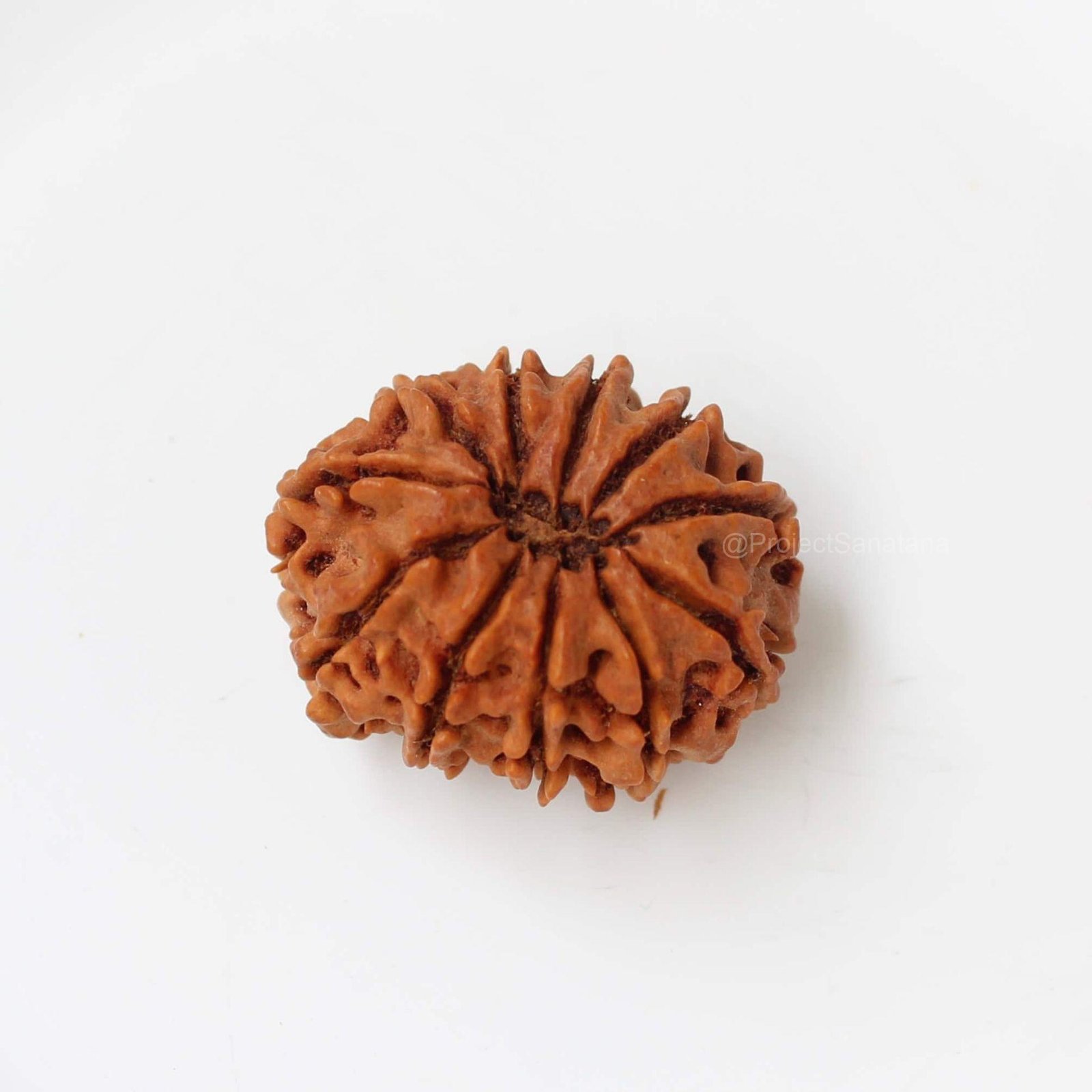 11 Mukhi Rudraksha (Nepal Origin) - Certified - Image 3