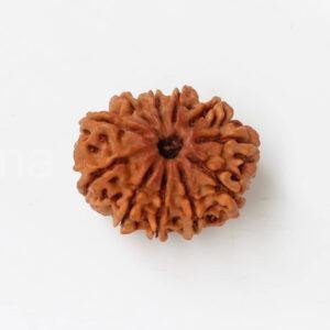 11 Mukhi Rudraksha – Certified Nepal Bead | Project Sanatana