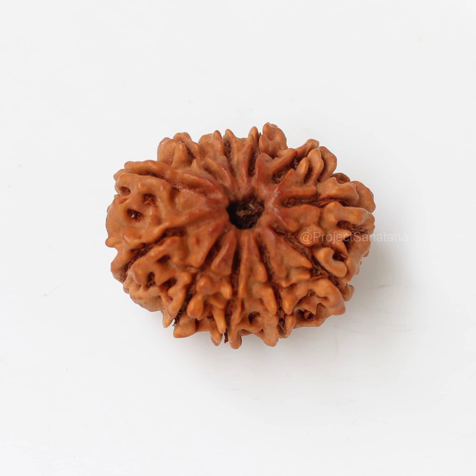 11 Mukhi Rudraksha (Nepal Origin) - Certified - Image 2