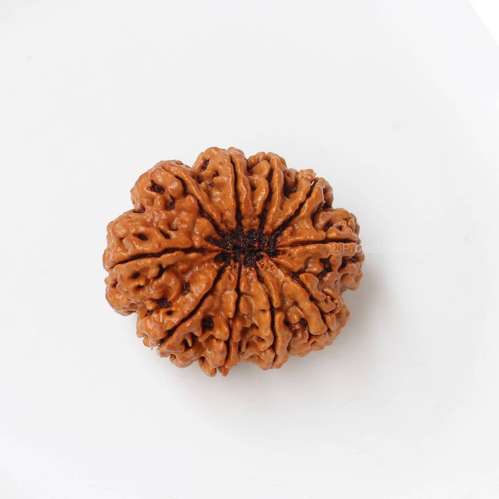 10 Mukhi Rudraksha (Nepal Origin) - Certified - Image 4