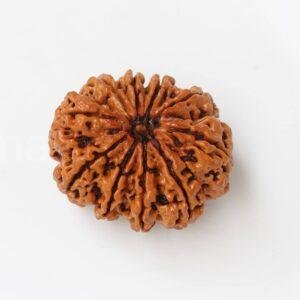 10 Mukhi Rudraksha – Certified Nepal | Buy Online India