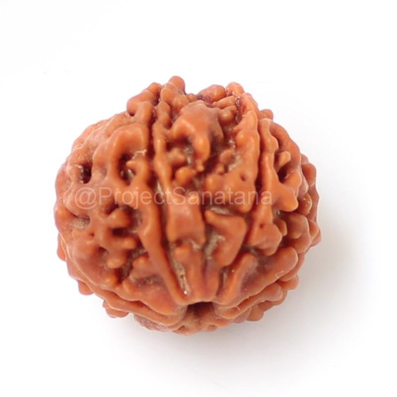 6 Mukhi Rudraksha (Nepal Origin) - Certified - Image 3