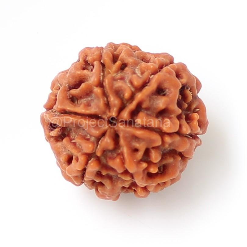 6 Mukhi Rudraksha (Nepal Origin) - Certified - Image 4