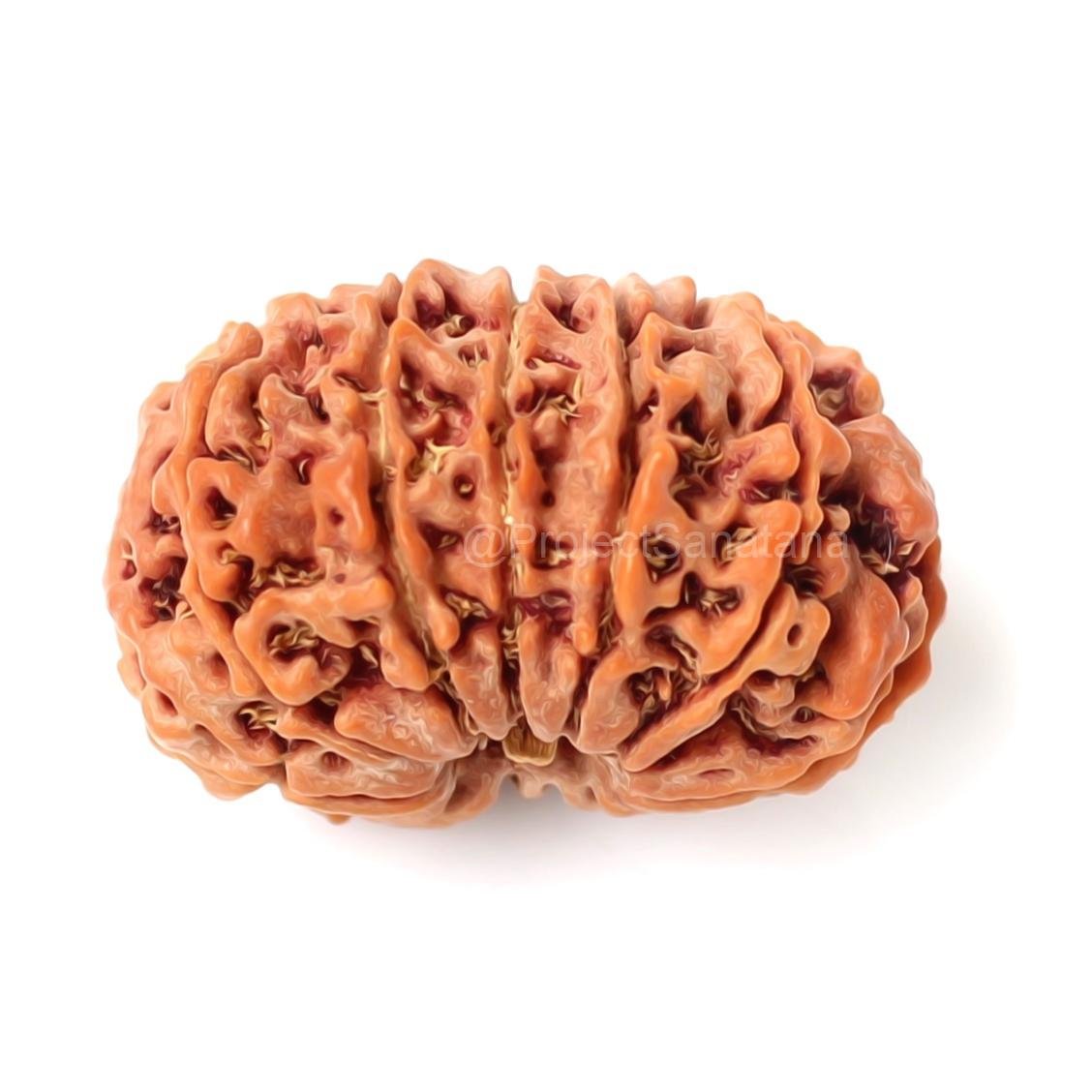 12 Mukhi Rudraksha (Nepal Origin) - Certified - Image 4
