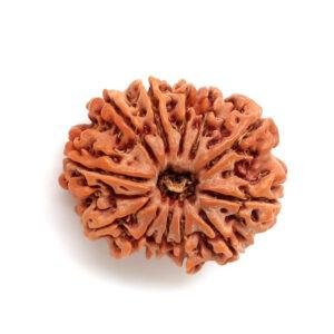 12 Mukhi Rudraksha – Certified Nepal | Buy Online India