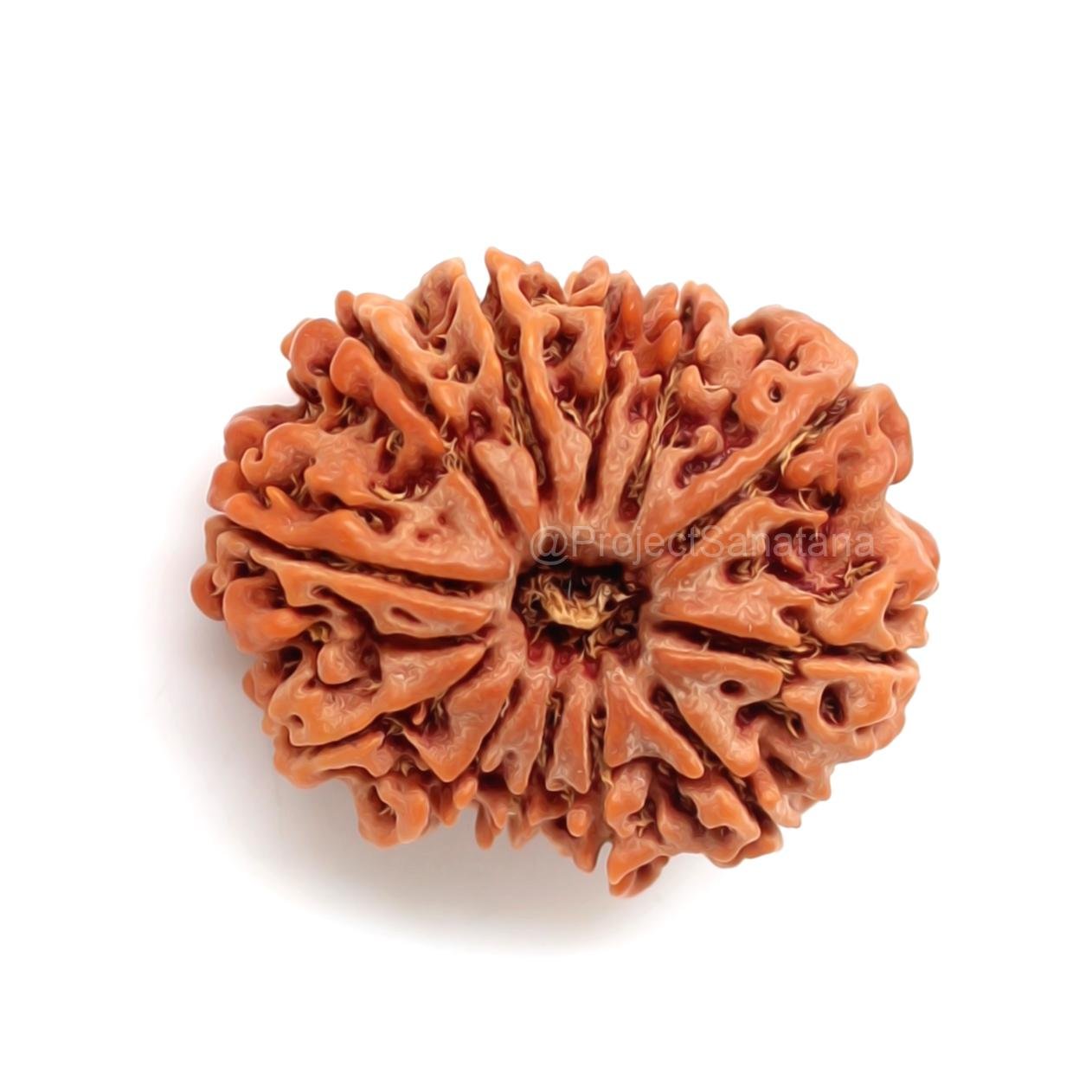 12 Mukhi Rudraksha (Nepal Origin) - Certified - Image 2