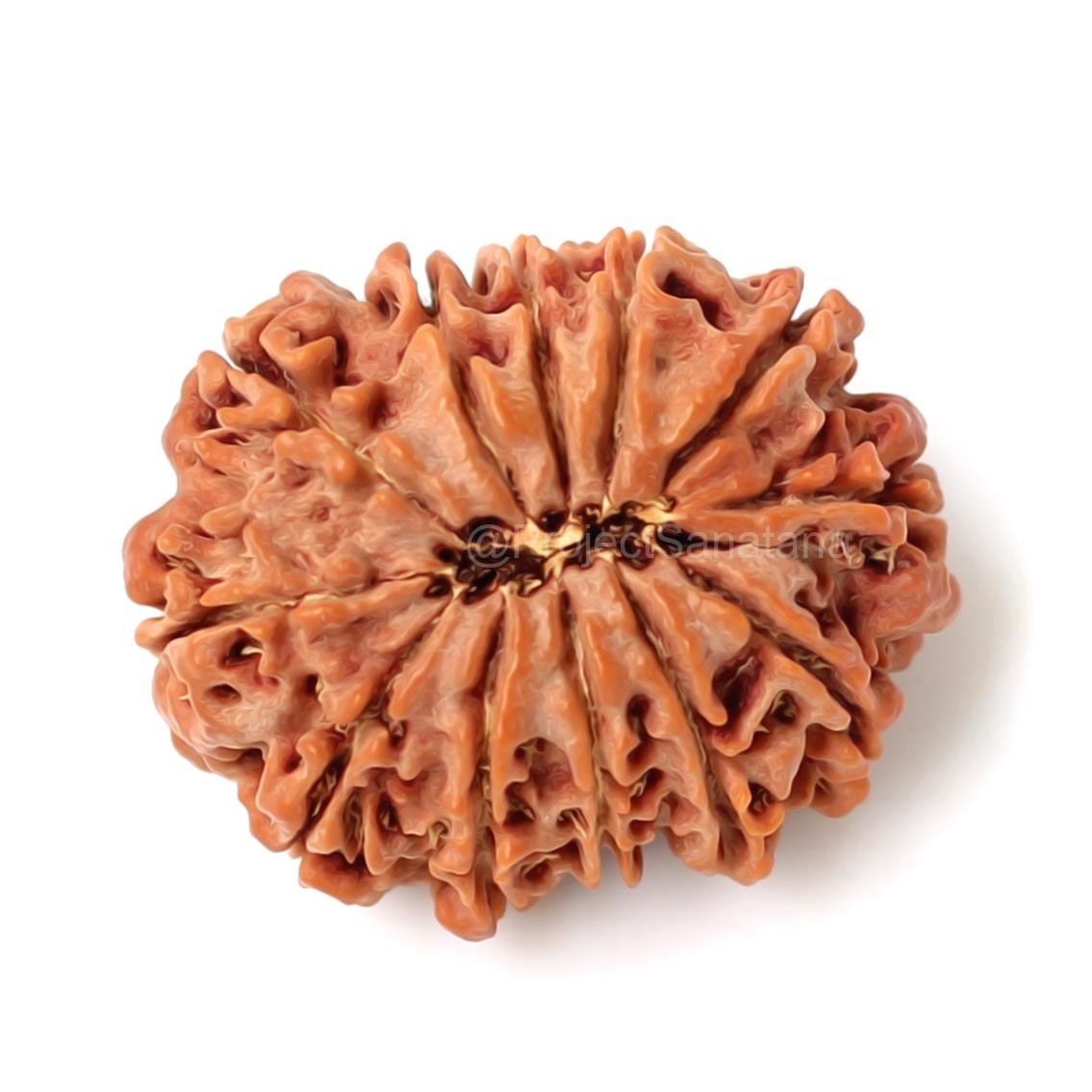 12 Mukhi Rudraksha (Nepal Origin) - Certified - Image 3