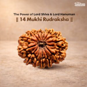 14 Mukhi Rudraksha – Rare Certified Bead | Project Sanatana