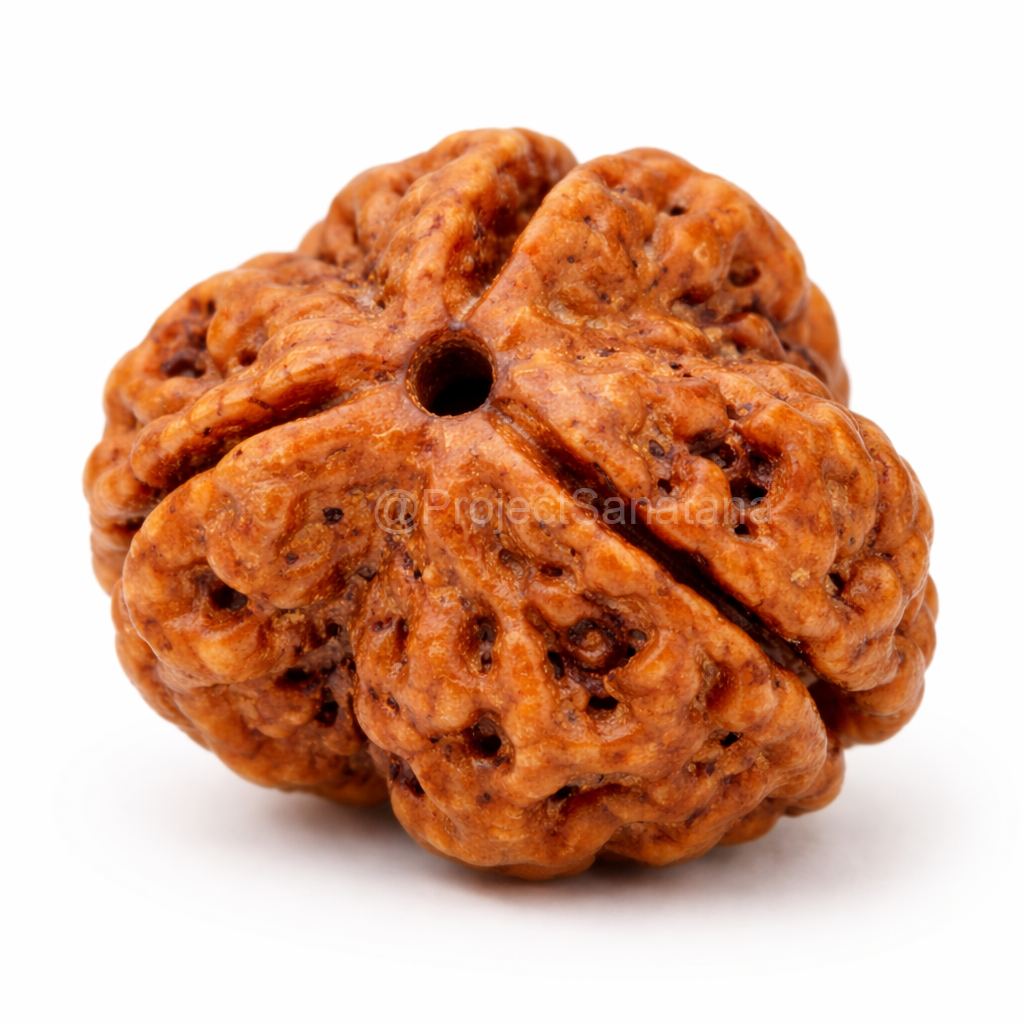 3 Mukhi Rudraksha (Nepal Origin) - Certified - Image 3