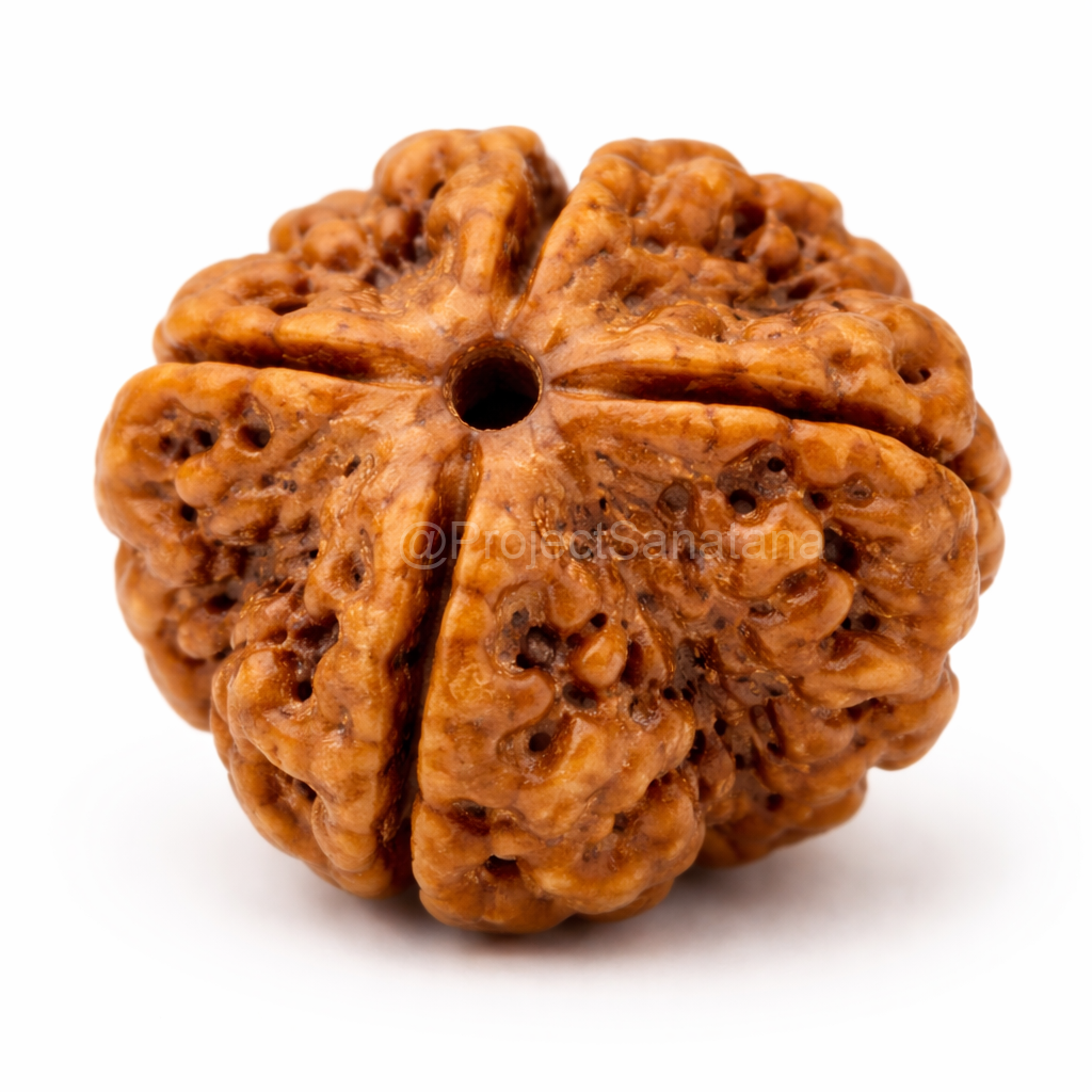 4 Mukhi Rudraksha (Nepal Origin) - Certified - Image 3