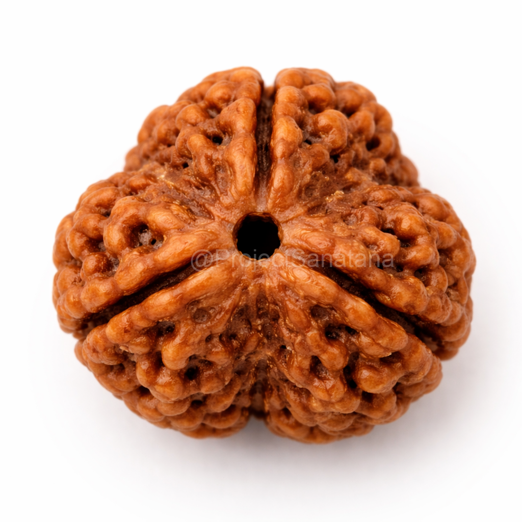 3 Mukhi Rudraksha (Nepal Origin) - Certified - Image 2