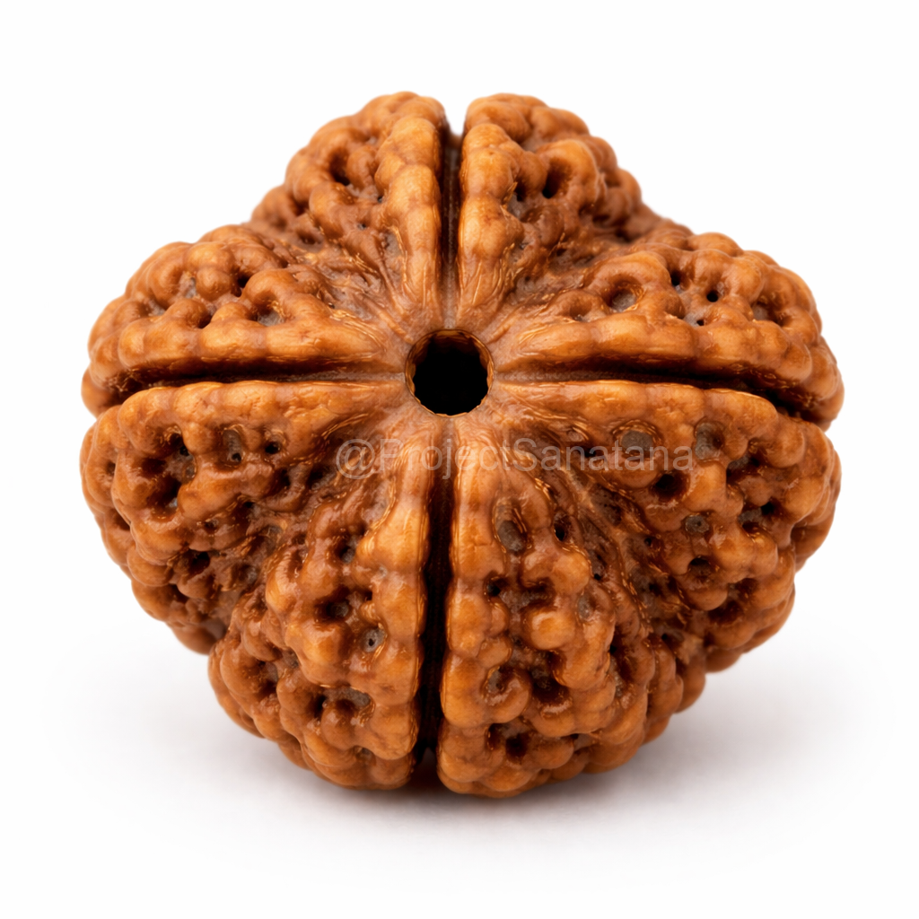 4 Mukhi Rudraksha (Nepal Origin) - Certified - Image 2