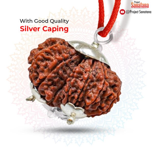 Gaurishankar Rudraksha (Nepal Origin) - Certified - Image 2