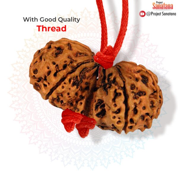 Gaurishankar Rudraksha (Nepal Origin) - Certified - Image 3