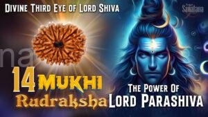 Read more about the article 14 Mukhi Rudraksha: The Divine Third Eye of Lord Shiva