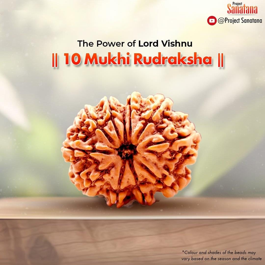 Original certified 10 Mukhi Rudraksha from Nepal | project Sanatana
