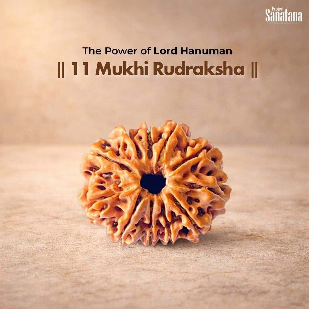 11 Mukhi Rudraksha (Nepal Origin) - Certified