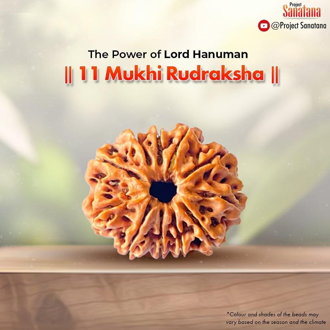 Original certified 11 Mukhi Rudraksha from Nepal | project Sanatana