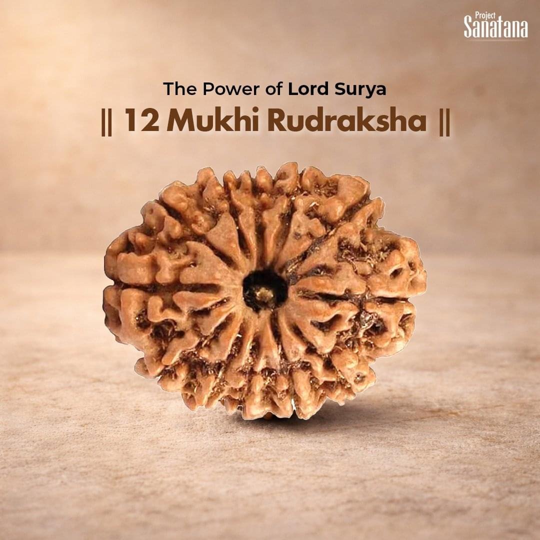 12 Mukhi Rudraksha (Nepal Origin) - Certified