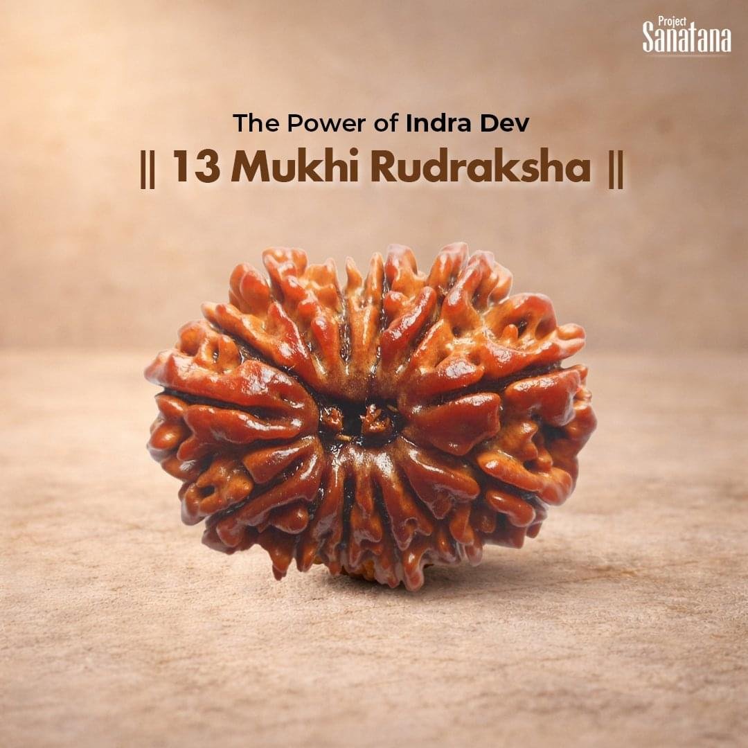 13 Mukhi Rudraksha (Nepal Origin) - Certified