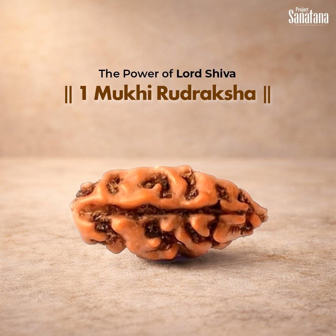 1 Mukhi Rudraksha (Indonesian Origin) - Certified