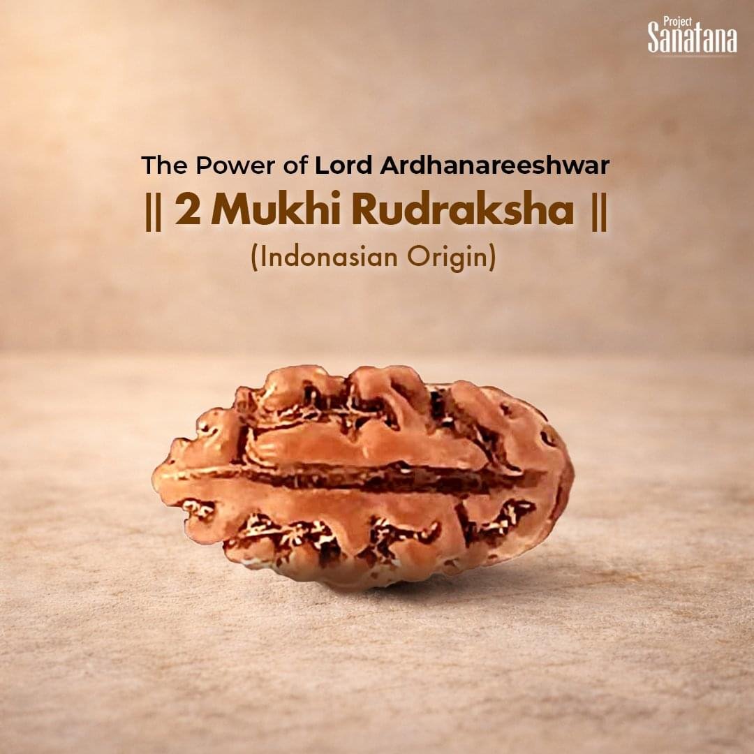 2 Mukhi Rudraksha (Indonesian Origin) - Certified