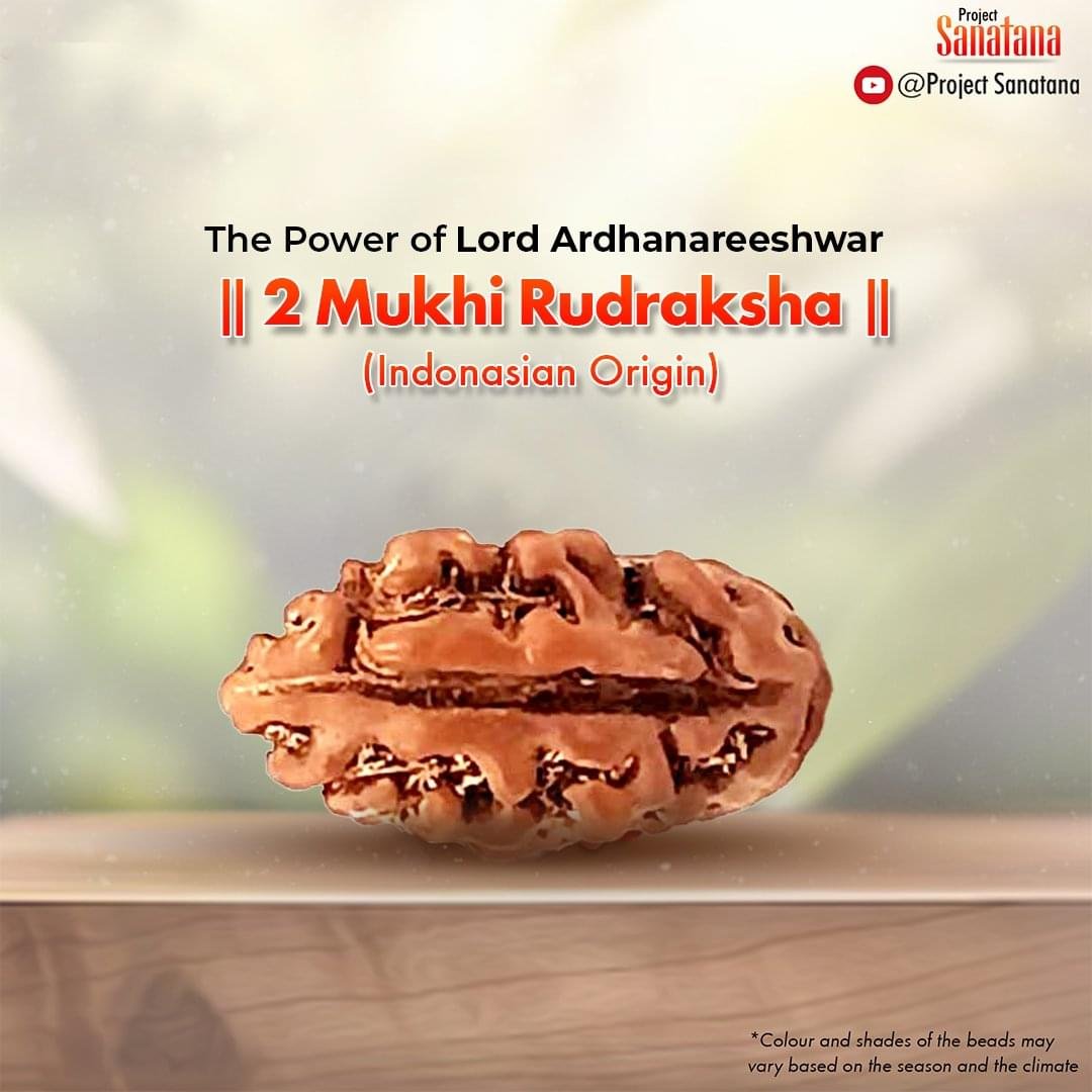 2 Mukhi Rudraksha (Indonesian Origin) - Certified